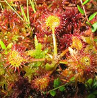 250px-Drosera-rotundifolia.png