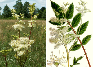 Filipendula_ulmvaria_kz1.png