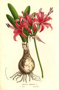 Nerine_sarniensis_(1856).jpg