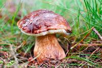 boletus-boletus-4511551_1920borov.jpg