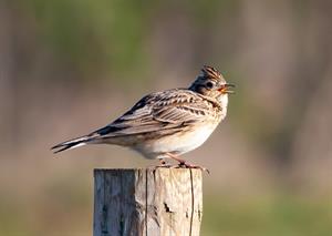 skylark-жаворонок_cirulis.jpg