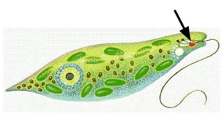 euglena_eyespot-1468ACF6D11047D2842.png