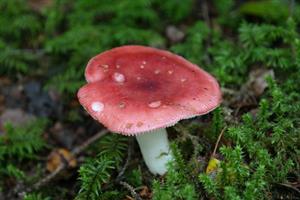 russula_сыроежка_berzlape.jpg