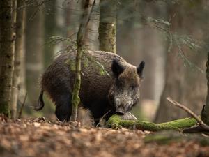 shutterstock_2483292027_boar_meža cūka.jpg