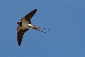 swallow-pix.jpg