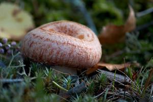 woolly-milkcap-волнушка_vilnitis.jpg