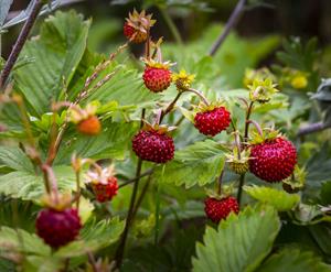 wild-strawberry-земляника_meza_zemene.jpg
