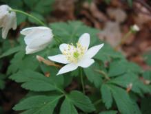 Anemone_nemorosa.jpeg