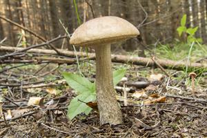 rough_stemmed_boletus-подберёзовик_berzu_beka.jpg